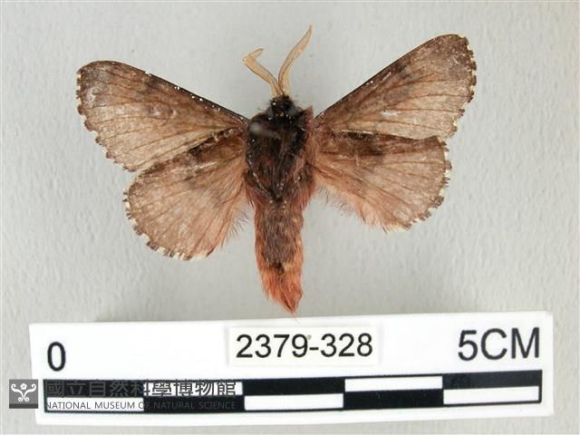 銀肩枯葉蛾藏品圖，第2張