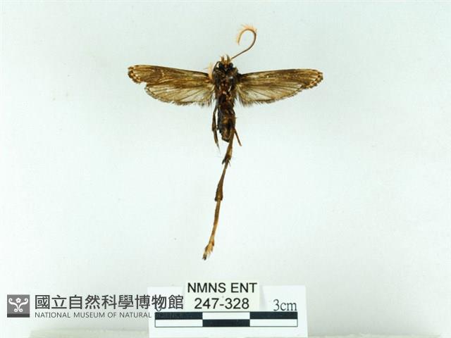 長腳大織蛾藏品圖，第2張