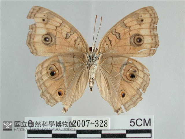 眼蛺蝶、孔雀蛺蝶藏品圖，第2張