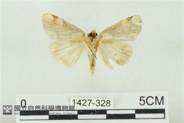 大斑波紋蛾藏品圖，第2張