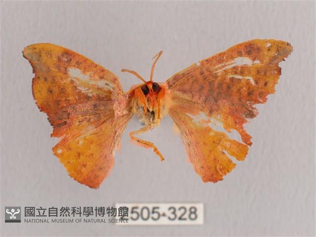 接骨木帶鉤蛾藏品圖，第2張