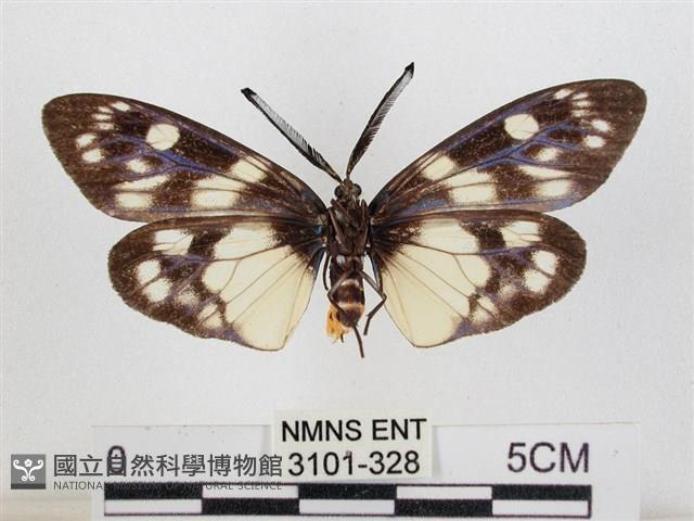 蓬萊茶斑蛾藏品圖，第2張