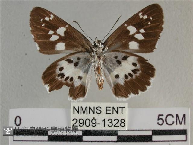 玉帶弄蝶藏品圖，第2張