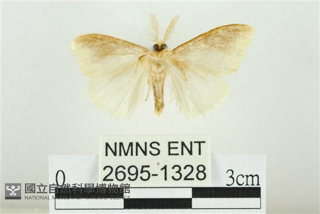 寬紋黃毒蛾藏品圖，第2張