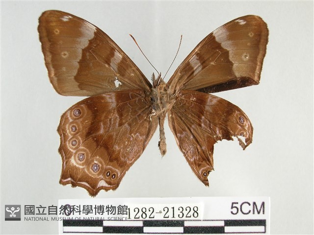大幽眼蝶藏品圖，第2張