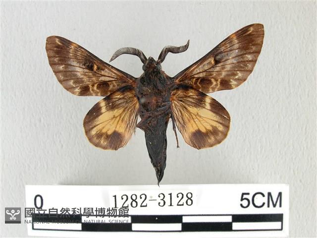 彌新冥枯葉蛾藏品圖，第2張