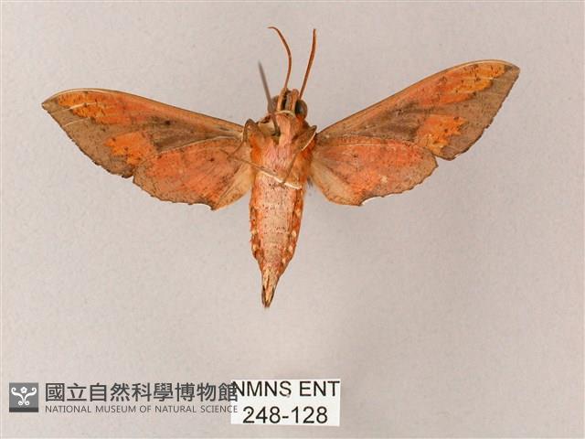 雙斑白肩天蛾藏品圖，第2張