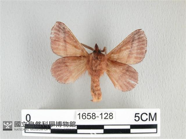 川邊氏枯葉蛾藏品圖，第2張