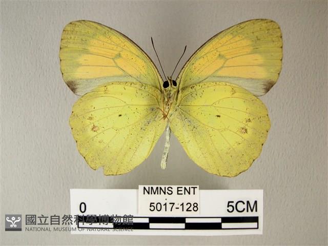 異粉蝶、雌白黃蝶藏品圖，第2張