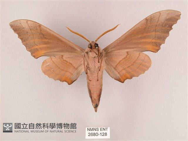 栗六點天蛾藏品圖，第2張