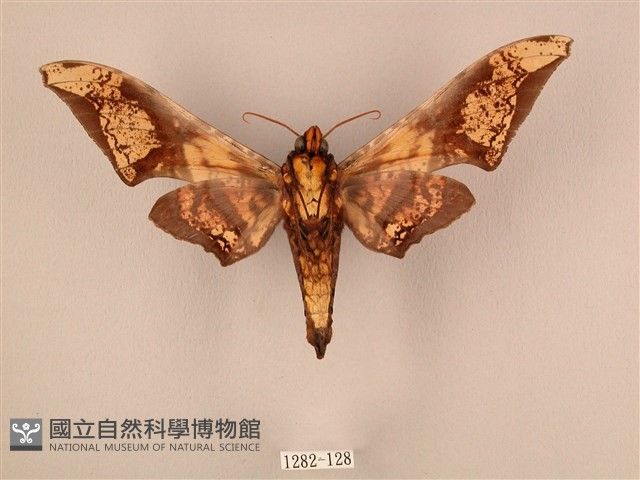 臀角斑天蛾藏品圖，第2張