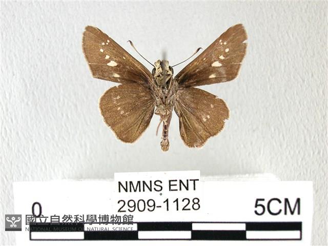 禾弄蝶藏品圖，第2張