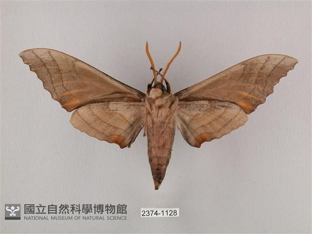 栗六點天蛾藏品圖，第2張