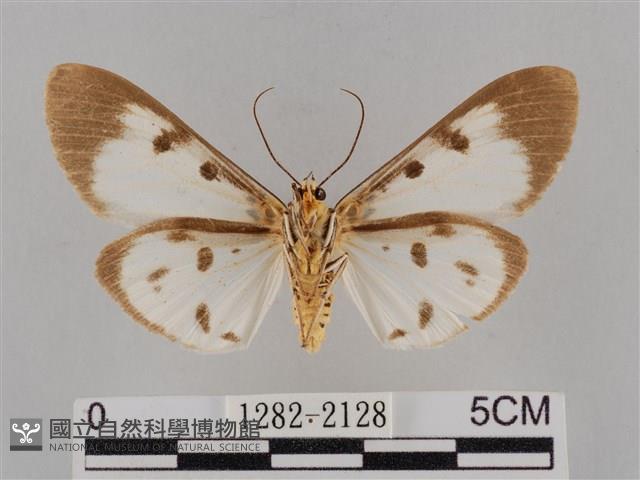長斑擬燈蛾藏品圖，第2張
