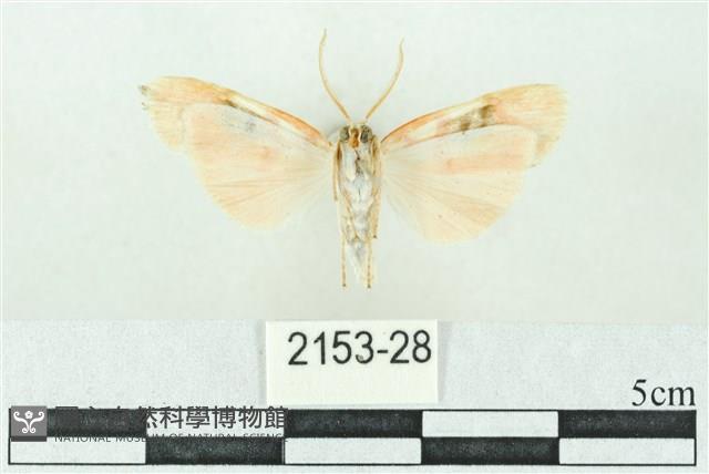 臺雪苔蛾藏品圖，第2張