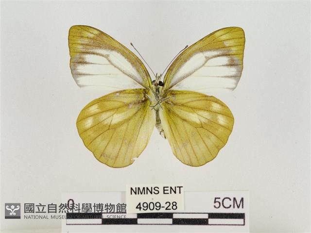 淡褐脈粉蝶藏品圖，第2張