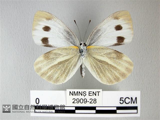 緣點白粉蝶藏品圖，第2張