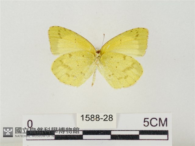 星黃蝶藏品圖，第2張