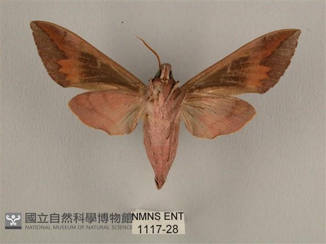 背中白天蛾藏品圖，第2張