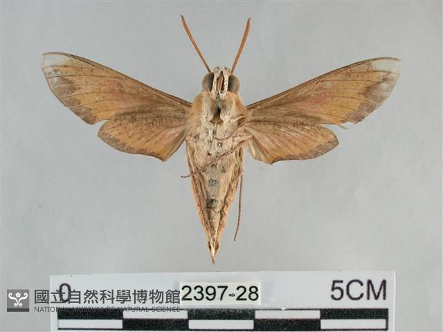 後紅斜線天蛾藏品圖，第2張