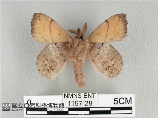 黃斑枯葉蛾藏品圖，第2張