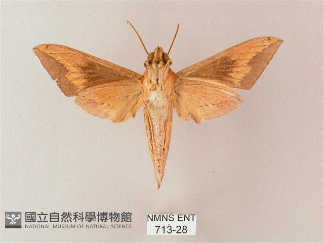 直翅斜紋天蛾藏品圖，第2張