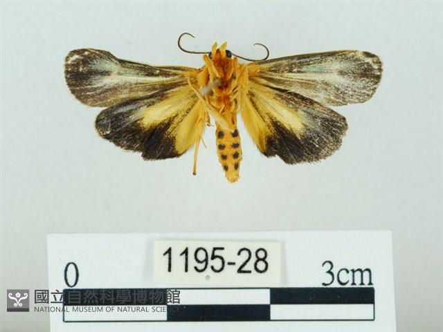 黃肩奇蛾藏品圖，第2張