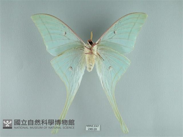 長尾水青蛾藏品圖，第2張