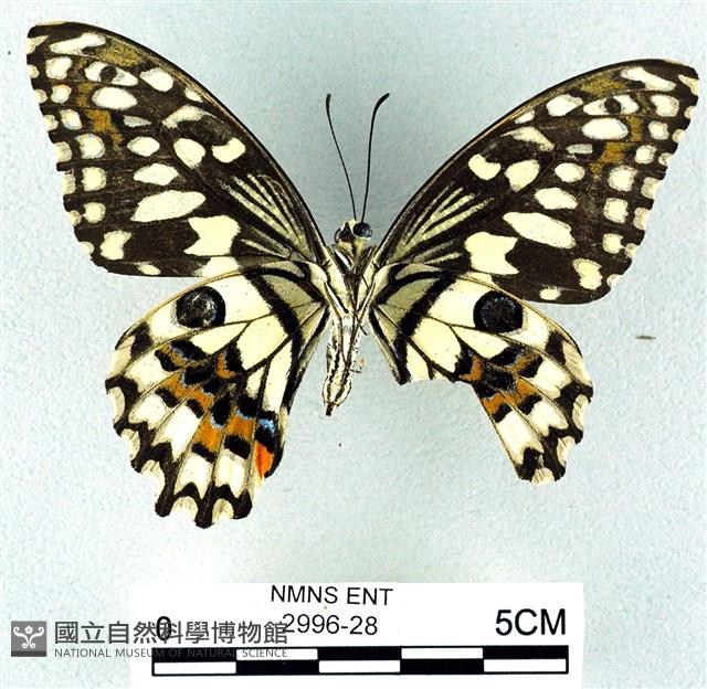 花鳳蝶、無尾鳳蝶藏品圖，第2張