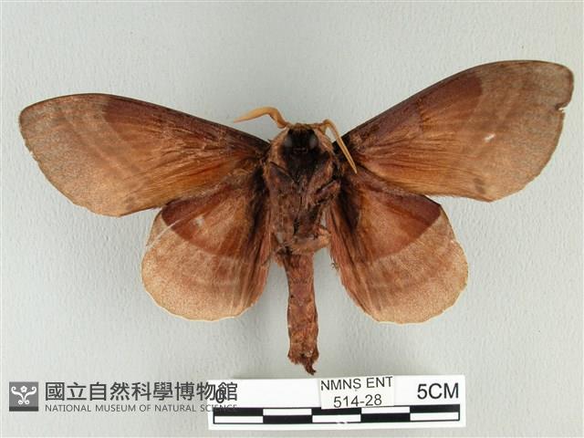 松大毛蟲藏品圖，第2張