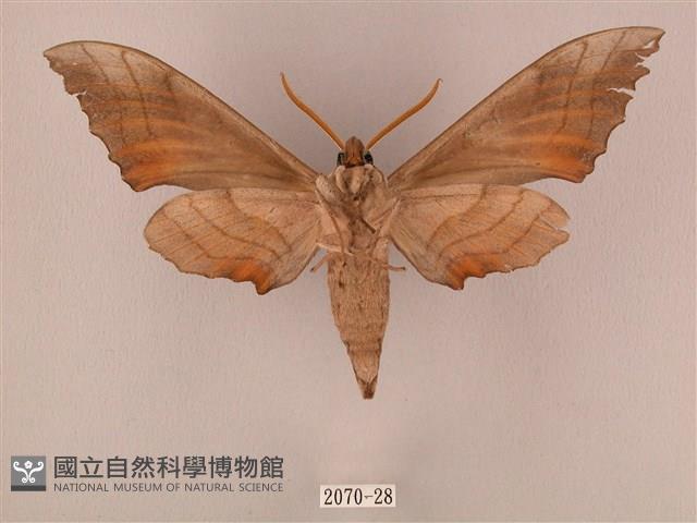 栗六點天蛾藏品圖，第2張