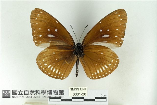 藍點紫斑蝶藏品圖，第2張