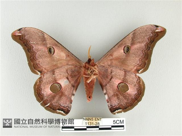 雙黑目天蠶蛾藏品圖，第2張