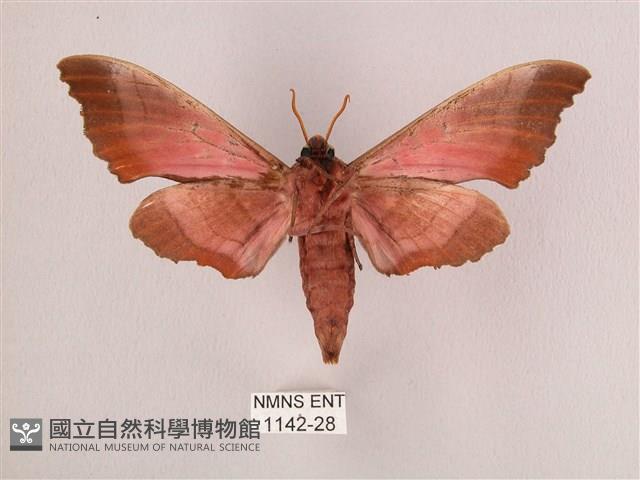 桃紅六點天蛾藏品圖，第2張