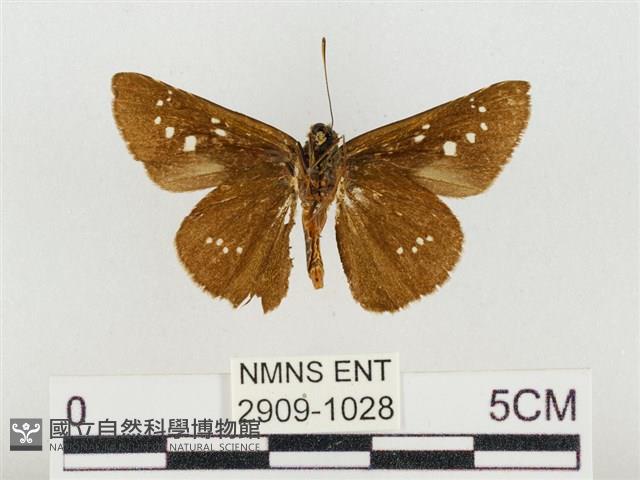 奇萊禪弄蝶藏品圖，第2張