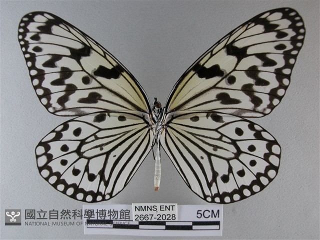 大白斑蝶藏品圖，第2張
