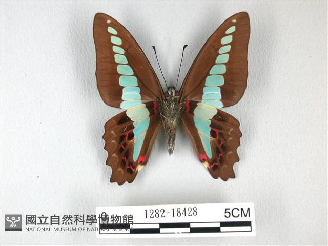 青帶鳳蝶藏品圖，第2張
