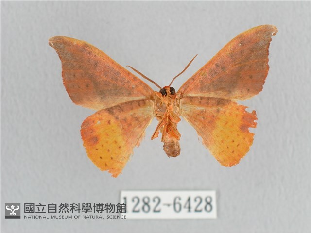 銀端帶鉤蛾藏品圖，第2張