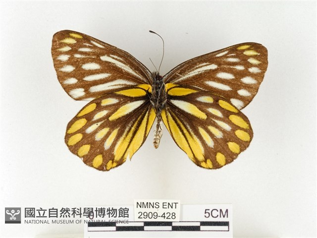 條斑豔粉蝶藏品圖，第2張