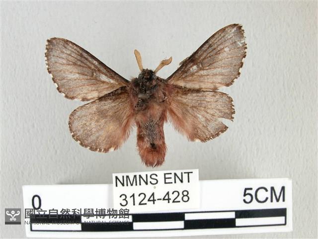 銀肩枯葉蛾藏品圖，第2張