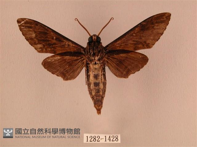 白星天蛾藏品圖，第2張