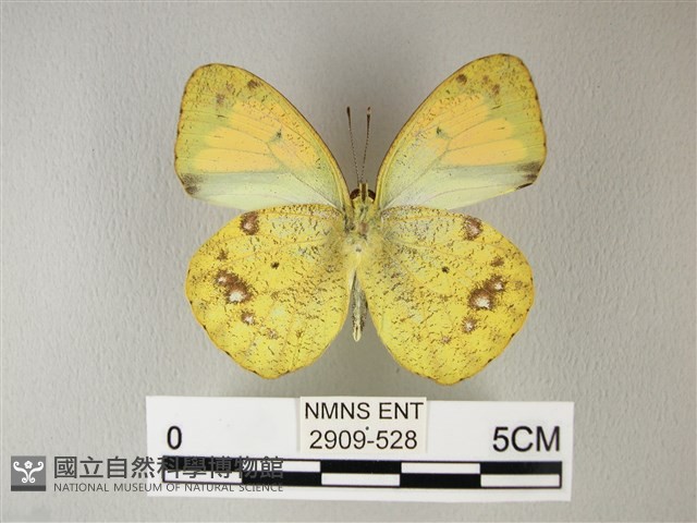 異粉蝶、雌白黃蝶藏品圖，第2張