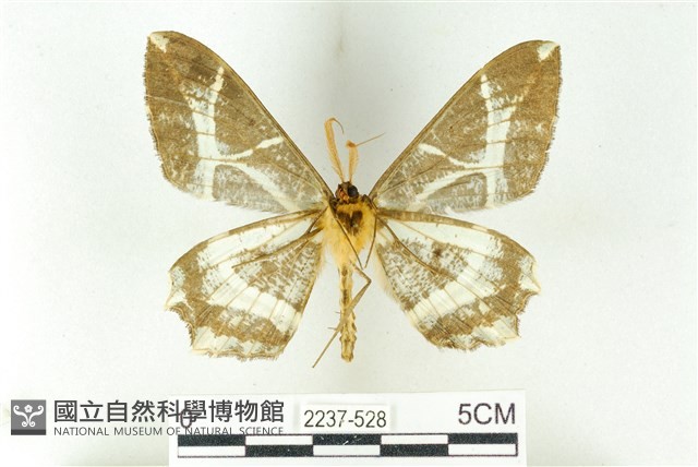 樹形尺蛾藏品圖，第2張