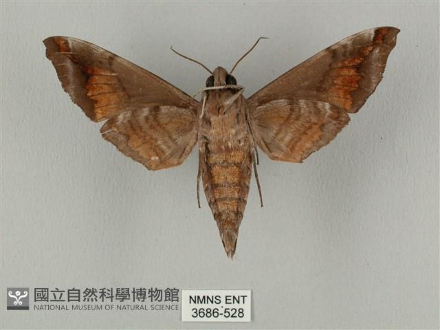 半緣缺角天蛾藏品圖，第2張