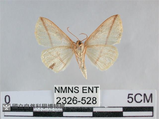 澄線尺蛾藏品圖，第2張