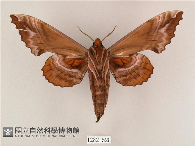 盾天蛾藏品圖，第2張