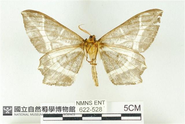 樹形尺蛾藏品圖，第2張