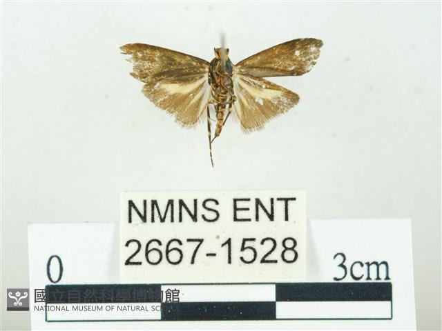 叉紋閃舞蛾藏品圖，第2張