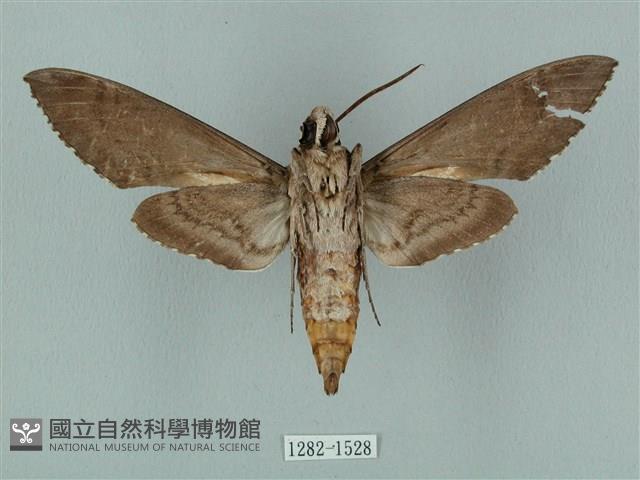 蝦殼天蛾藏品圖，第2張