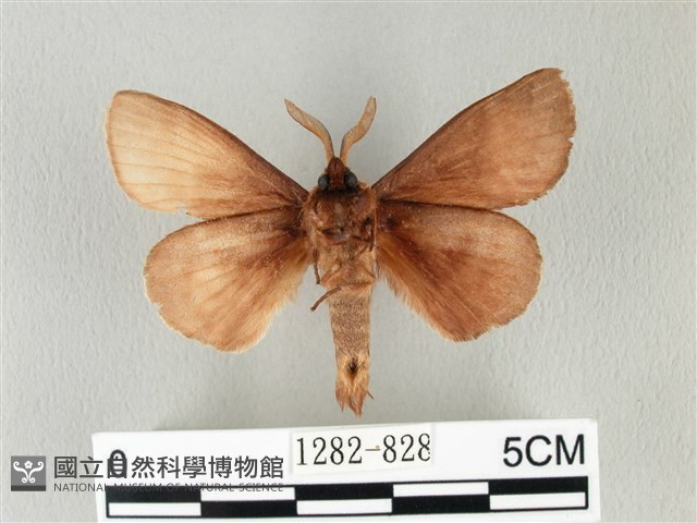 馬尾松枯葉蛾藏品圖，第2張